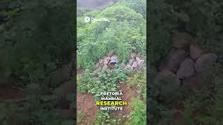The Meerkat Man  Live Safari & #Meerkat Manor Secrets Revealed! #animals #viralvideos #viralshorts