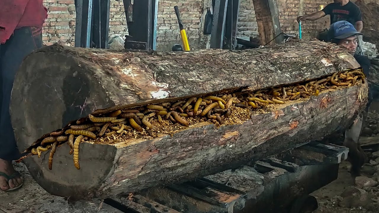 Dangerous Giant Trembesi Log Cutting at Extreme Sawmill Without ...