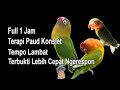 FULL SATU JAM!! TERAPI LOVEBIRD KONSLET SEJAK PAUD