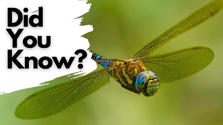 Things you need to know about DRAGONFLIES!