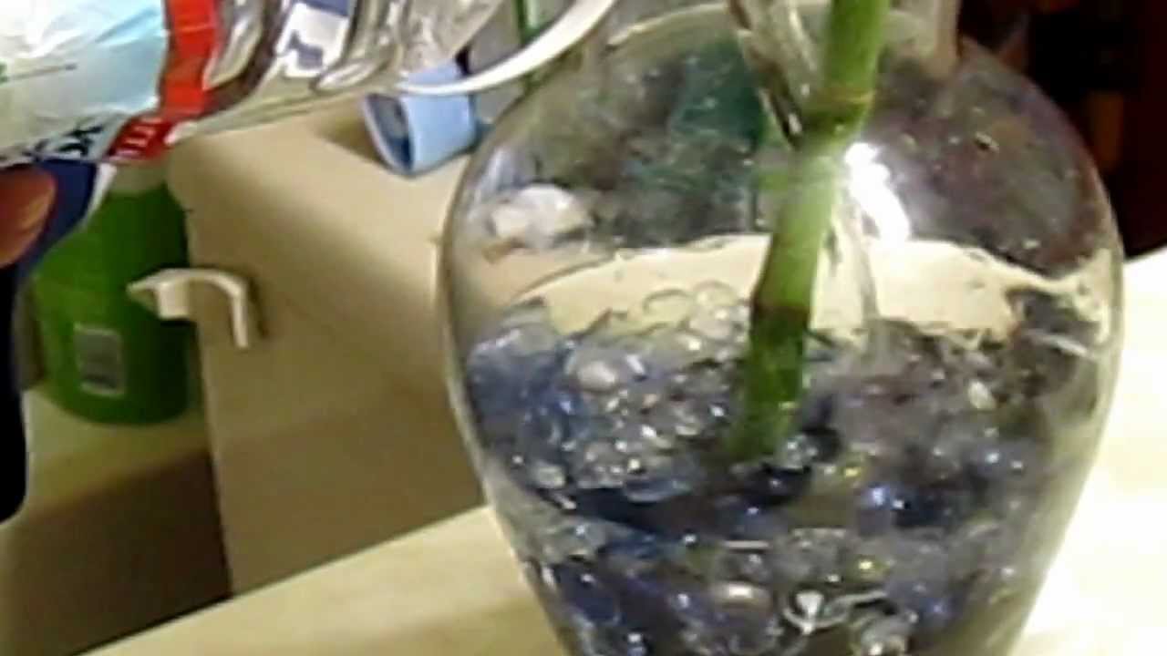 How to clean a Betta Fish bowl YouTube