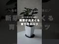 【悪魔的?】観葉植物の新芽を出したいなら、〇〇に置いてください。#観葉植物のある暮らし #観葉植物初心者 #観葉植物