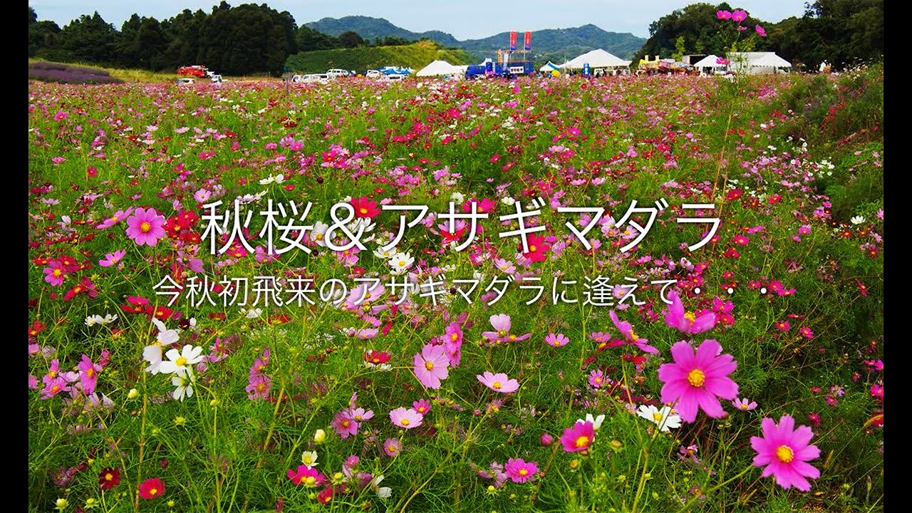 山採り地内の風に揺れるアセビ 2022 - YouTube