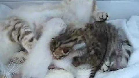 Watch the video about Snow Savannah Kittens - www.F1SavannahCats.com
