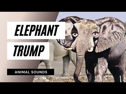 the-animal-sounds-/-elephant-trumpeting-sounds-/-sound-effect---animation