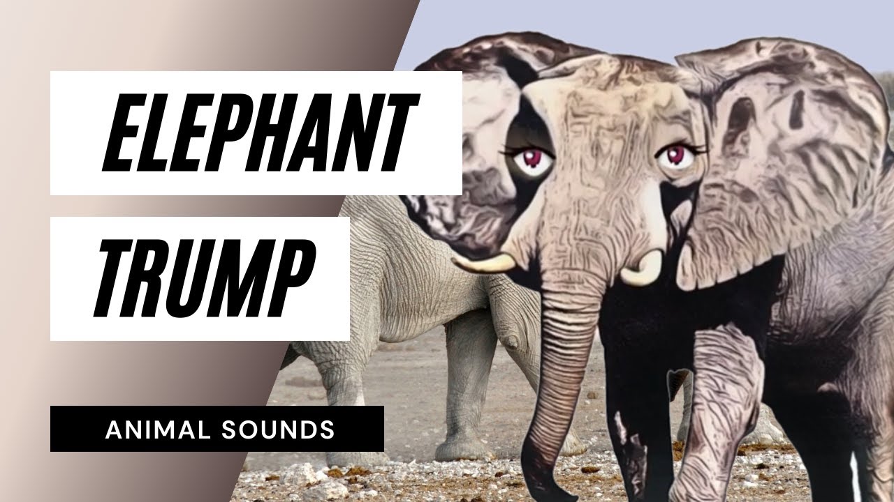 Анимал Жанр. Make an Elephant 2019 г. How Elephants recognize themselves in the Mirror. Serafine Human - animal Sound Effects.