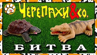 БИТВА ЧЕРЕПАХИ и КО ДЕАГОСТИНИ САМАЯ СИЛЬНАЯ ЧЕРЕПАХА БИТВА ЧЕРЕПАХИ и КО ДЕАГОСТИНИ САМАЯ СИЛЬНАЯ ЧЕРЕПАХА