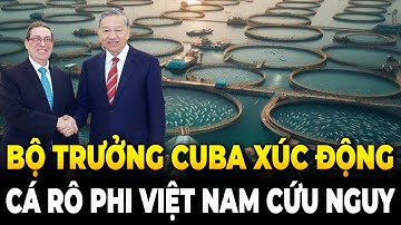 Bộ Trưởng Cuba Xúc Động: Cá Rô Phi Việt Nam Lật Ngược Tình Thế