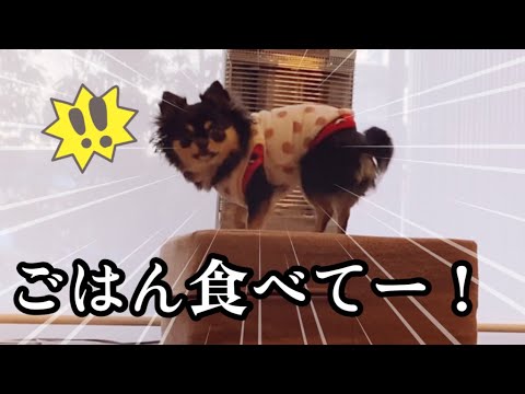 【わがまま?病気?】ロテがごはんを食べない本当の理由🐶😱 【わがまま?病気?】ロテがごはんを食べない本当の理由🐶😱