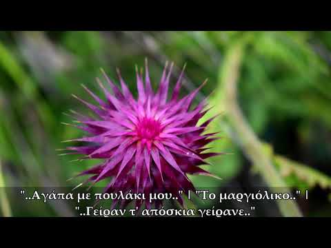 Στ. Ευαγγελάκης &