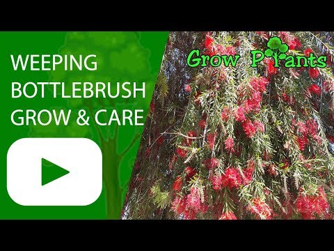 Weeping bottlebrush - grow & care shade tree