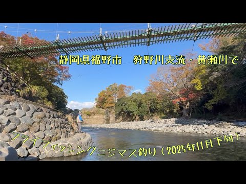 静岡県裾野市 狩野川支流・黄瀬川で フライフィッシングニジマス釣り(2025年11月下旬)