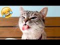 Funny Cat Videos Today Only 😱😂 You Can’t Miss This! 