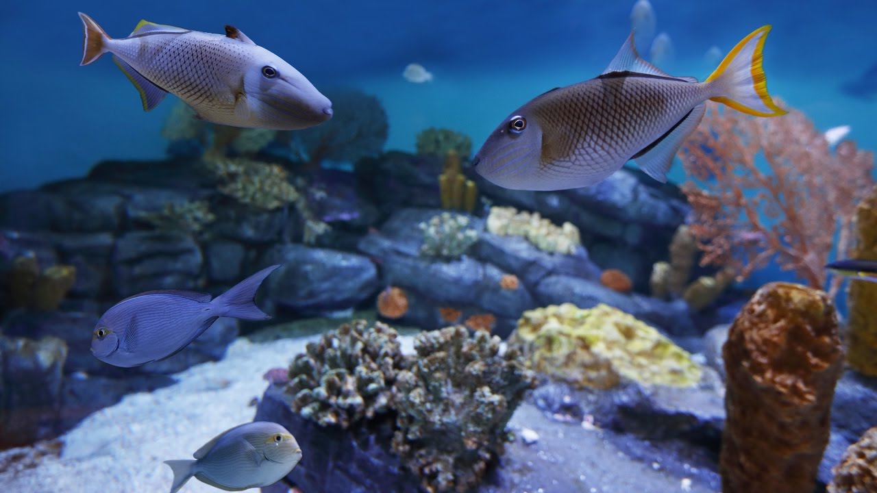 Coral Reef Cam Monterey Bay Aquarium YouTube