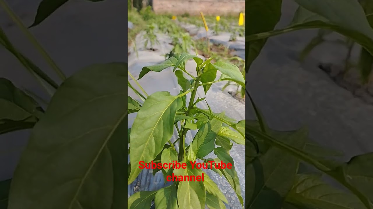 मिर्ची लागवड #agriculturalsystem #chilicultivation