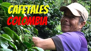 🇨🇴 Cafetales del Colombia, el mejor café del mundo by Ruben y El Mundo canal 2 4,919 views 2 years ago 3 minutes, 4 seconds