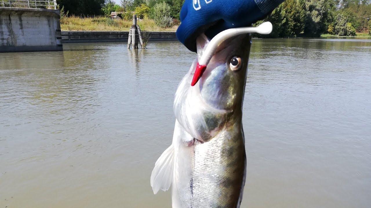 Lucioperca e Siluro con la stessa esca  (Catch & Release)