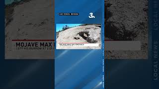 Celebrity Mojave Max sets new record for latest emergence in Southern Nevada Net Worth