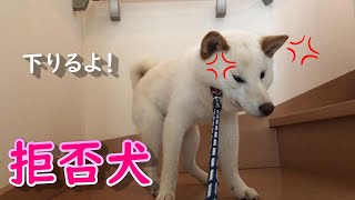 階段の踊場で発見されて拒否犬したけど、結局２階に上がれなかった柴犬ノンくん【拒否姿が面白い】