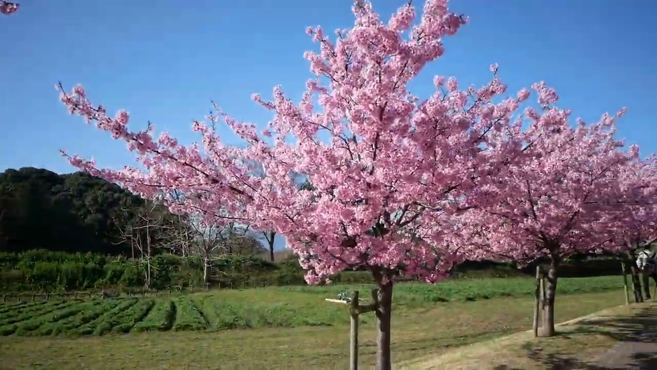 先取り、馬見公園の河津桜（2023年の再編集版です