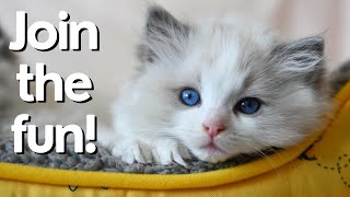 Ragdoll Kittens 8 Weeks Old 😻 So Cute | Ragdoll Cat by Ring of Fire Ragdolls 1,034 views 5 months ago 9 minutes, 47 seconds