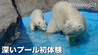 Full water pool debut,Polar Bear cub 深いプール初体験のこぐま