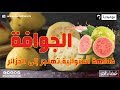 الجوافة.. فاكهة استوائية تهاجر إلى الجزائر