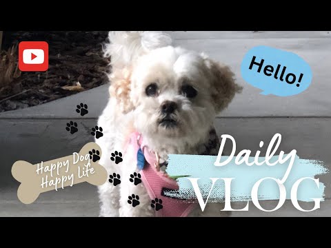 Happy Roxie : Happy Dog , Happy Life