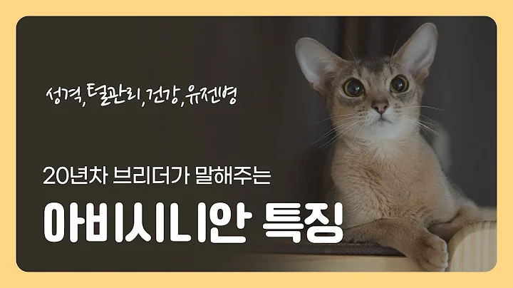 Video 11568801: abyssinian cattery, cfa cat, cat adoption