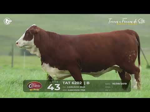 LOTE 43 - TAT 6202 - FÊMEA BRAFORD