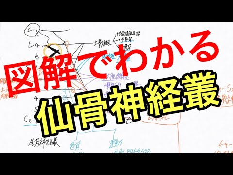 仙骨神経叢の走行と支配領域を解説