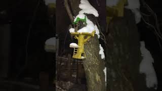Сніга Хатка на дереві