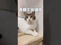 【保護猫】真顔で見てるように見えて、口ペロする猫