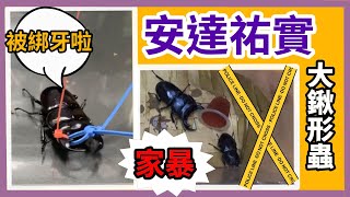 安達祐實大鍬形蟲公蟲爆母現場！公蟲綁牙需要注意些什麼呢？~~【小鍬頻道】