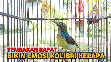 kolibri kelapa | manggar | untuk menaikan emosi korlap dengan pancingan suara ini agar cepat gacor