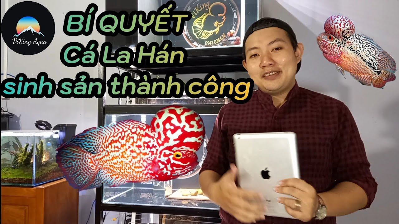 Hướng dẫn chi tiết cá La Hán size 2 ngón sinh sản.