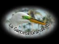 🕊️ Canto de la Garceta Grande 🕊️