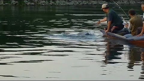 Ra sông câu cá thư giãn không ngờ bắt được cá nheo khủng