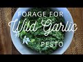 Forage for.... Wild Garlic Pesto