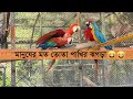 parrot bird quarrel. Birds. তোতা পাখি।