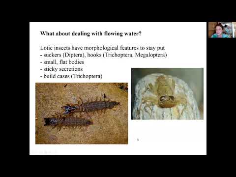 Video: What Insects Are Aquatic