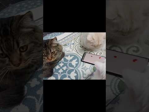 게임 좀 그만해!!#고양이 #cat #cute #냥춘기 #고양이일상 #고양이브이로그 #고양이동영상 #고양이쇼츠 #고양이집사 #고양이사랑 #냥이 #냥이영상 #냥이브이로그 #냥이쇼츠