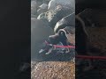 初めての海の水にビビる子犬（飼い主の笑い声注意）