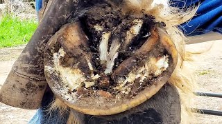 The Biggest Hoof I Have Ever Seen  Part 2  Massive Draft Horse  Hoof Restoration  So Satisfying