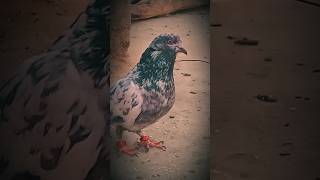 #kabootar viral #kabootarlovers💕❤️😍🕊🕊🕊 #kabootarjajaja #kabootars #kabootarlovers #kabootarbazi🕊️❤️❤