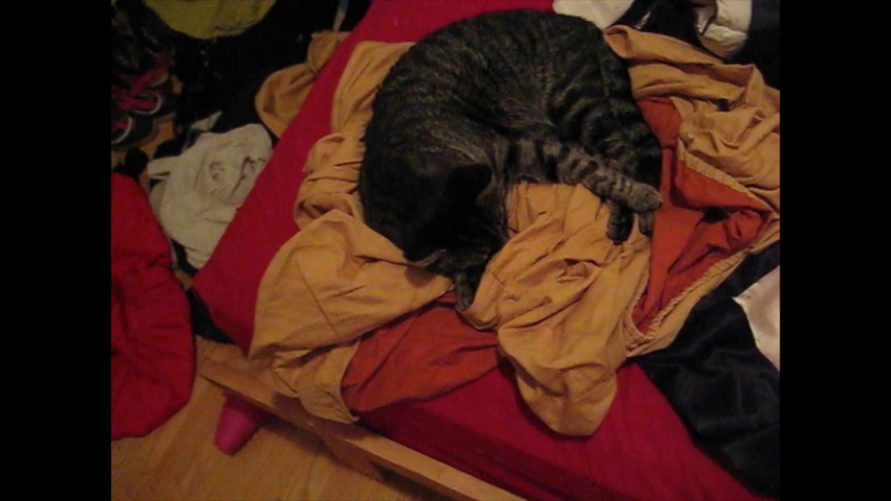 The cats come home, October 2012 YouTube