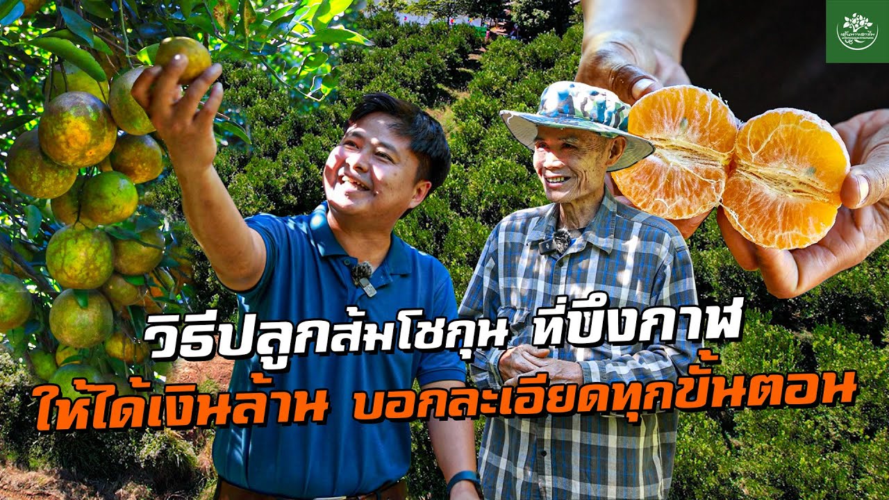 วิธีปลูกส้มโชกุน เงินล้าน! ที่บึงกาฬ บอกละเอียดทุกขั้นตอน