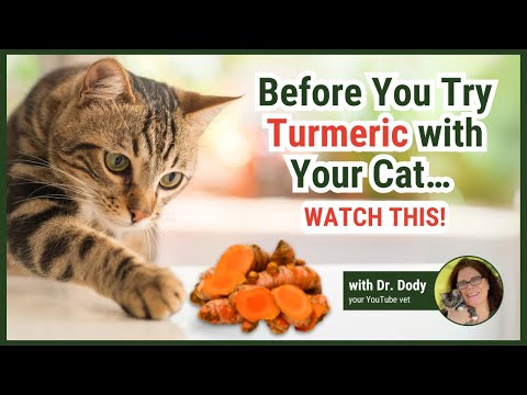 Turmeric Bath For Cats
