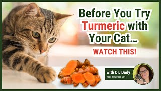 Does Turmeric Help Cats? Here’s What Studies Say
