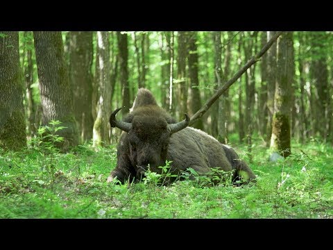 Video: Probíhá vývoj tichého motocyklu